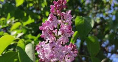 Лазаровден е