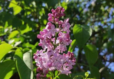 Лазаровден е