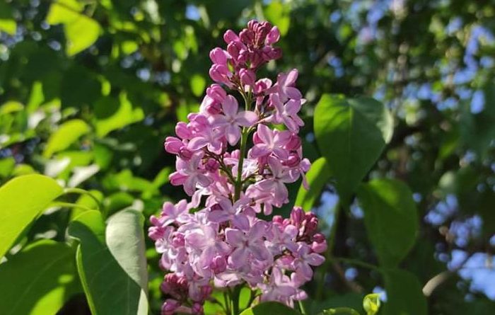 Лазаровден е