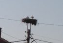 Щъркелово гнездо в Раднево