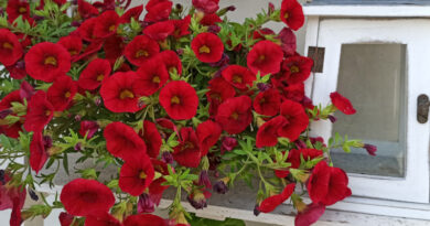 Днес е Цветница!