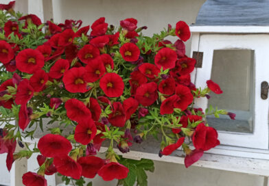 Днес е Цветница!