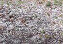 Дребна градушка, покрила тревата и почвата в Раднево на 16 октомври 2026 г.
