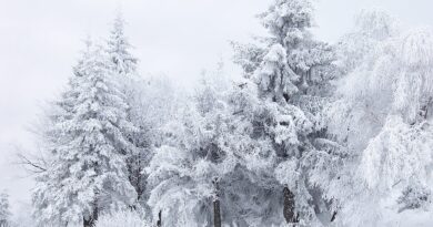 Заснежени дървета и път на прохода Шипка