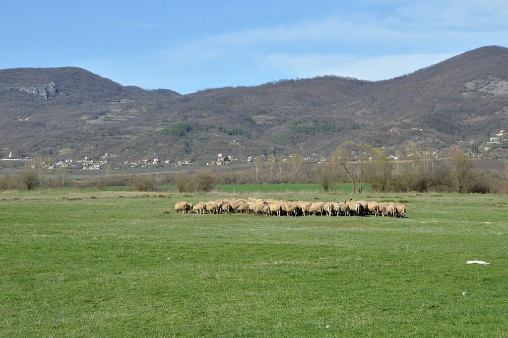 Стадо овце на пасище в България